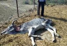 सरकार के आदेशों की धज्जियां उड़ाते सरकारी कर्मचारी, गौशालाओ में मरते भूके प्यासे मवेशी…