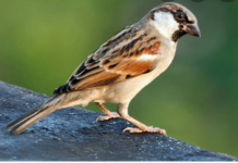 राजधानी लखनऊ में छात्र छात्राओं ने ली नन्ही गौरैया के संरक्षण की शपथ…